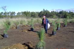 reforestacion-malinche