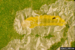 "Phyllocnistis citrella larva" by Jeffrey W. Lotz . Licensed under CC BY 3.0 via Wikimedia Commons 