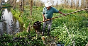 rehabilitan-chinampas-2