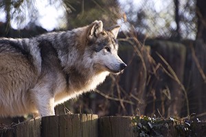 lobo-mexicano-2