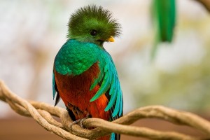 quetzal